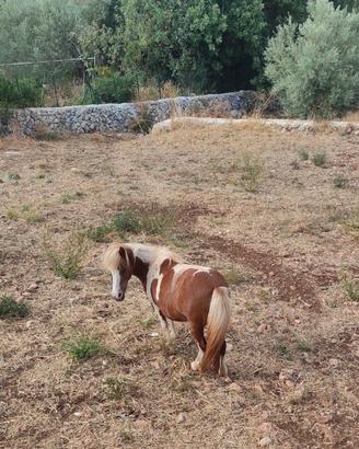 Pony