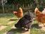 Immagine 3