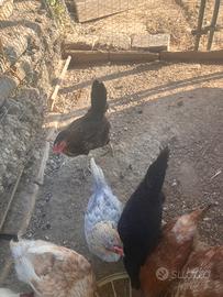Galline