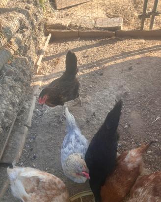 Galline