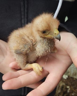 Pullo di rapace poiana di Harris