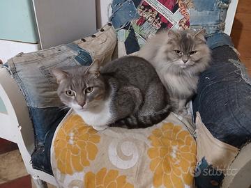 Gatti maschio e femmina