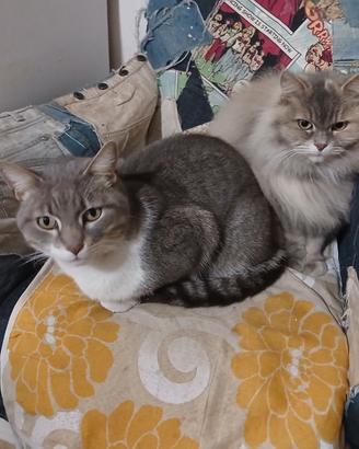 Gatti maschio e femmina