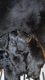 Cuccioli di rottweiler