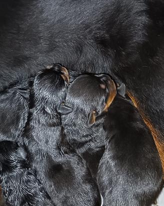 Cuccioli di rottweiler