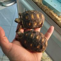 Tartarughe Carbonarie