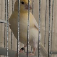 Canarini arlecchini Portoghesi originali 100%