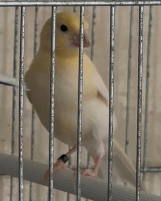 Canarini arlecchini Portoghesi originali 100%