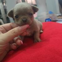 Chihuahua femmina