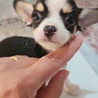 Chihuahua pedigree Enci