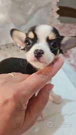Chihuahua pedigree Enci
