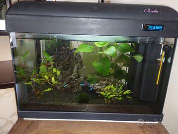 Acquario