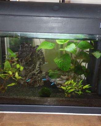 Acquario