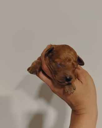 Cani barboncino