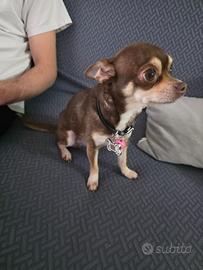 Fidanzata chihuahua toy