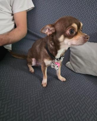 Fidanzata chihuahua toy