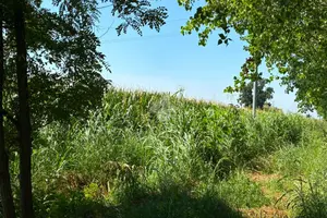 TER. AGRICOLO A ALBAIRATE