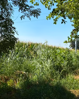 TER. AGRICOLO A ALBAIRATE