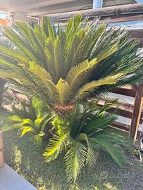 cycas revoluta monumentale 40/50 anni elegantissim