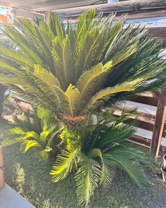 cycas revoluta monumentale 40/50 anni elegantissim