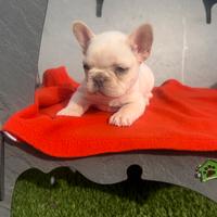 Cuccioli di bulldog francese platinum