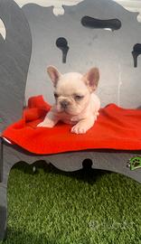 Cuccioli di bulldog francese platinum