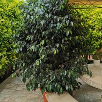 ficus Benjamin 