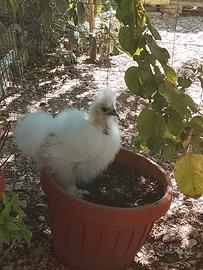 Galline moroseta