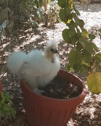 Galline moroseta