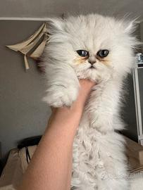 Persiano chinchillà
