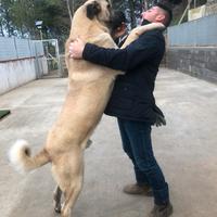 Kangal