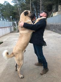 Kangal