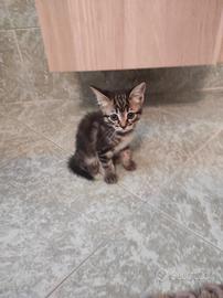 Gattina