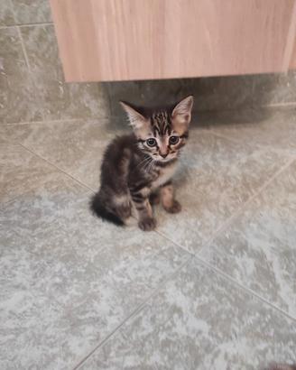 Gattina