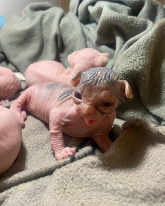 Cuccioli Canadian Sphynx