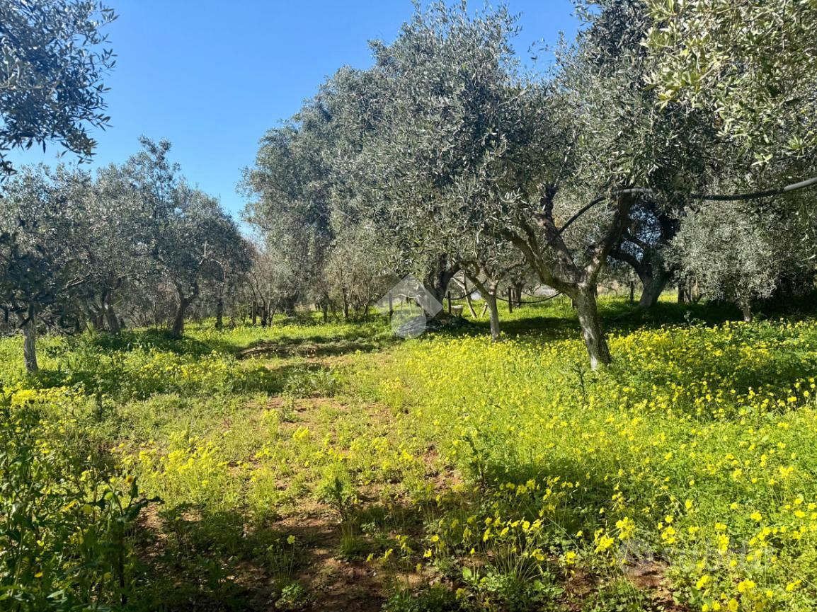TER. AGRICOLO A SANTA MARIA DEL CEDRO - Altro