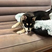 Mini husky pomsky