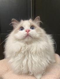 Ragdoll cucciolo