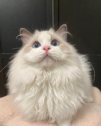 Ragdoll cucciolo