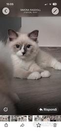 cucciolo ragdoll