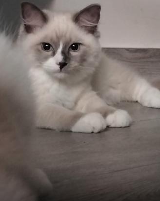 cucciolo ragdoll