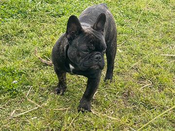 Bulldog francese