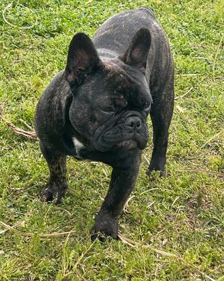 Bulldog francese