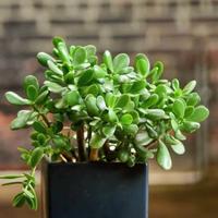  Crassula Ovata pianta della fortuna.Varie misure