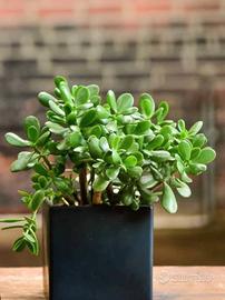  Crassula Ovata pianta della fortuna.Varie misure