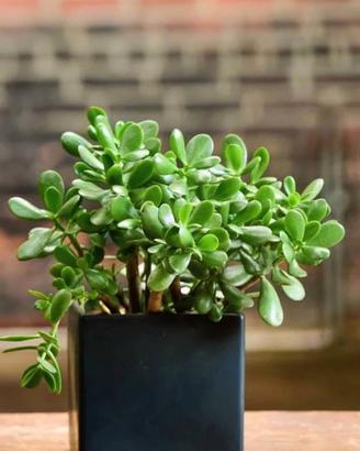  Crassula Ovata pianta della fortuna.Varie misure