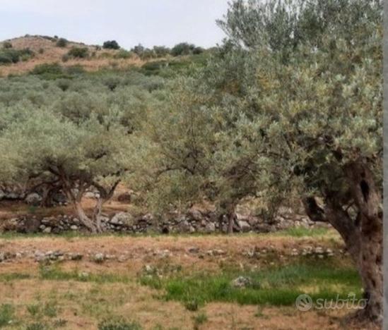 Terreno con 35 alberi secolari d ' ulivo