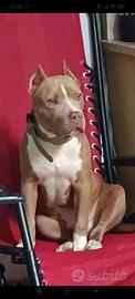 Pitbull