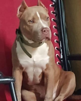 Pitbull