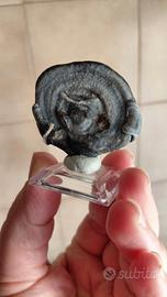 Calcedony rose